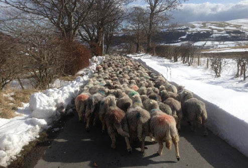 Sheep make their way home