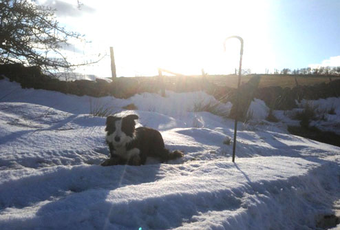 Dog in snow guards shepherd's crook