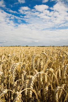 Wheat field (c)TS