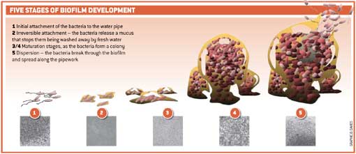 biofilm-dev