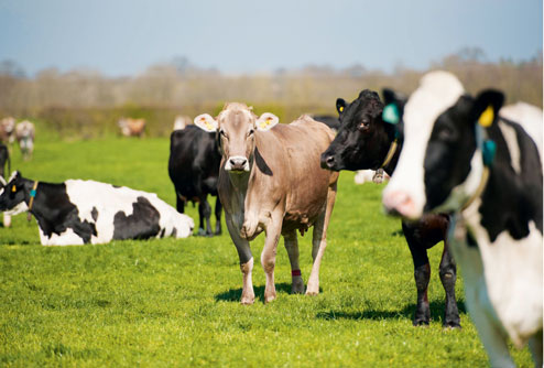 cows grazing