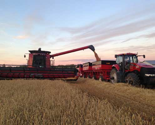 Unloading red wheat