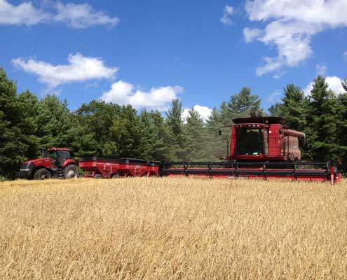 Cutting hard red wheat