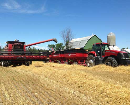 Winter wheat unloading