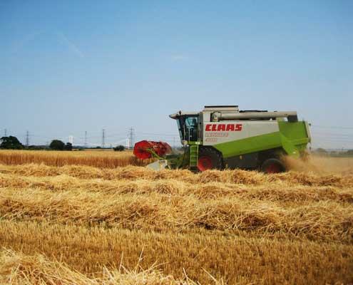 Cutting barley