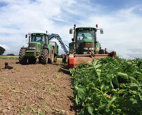 Potato harvest