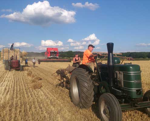 Winter wheat harvest with vintage tractor