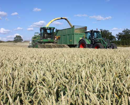 Chopping wholecrop winter wheat