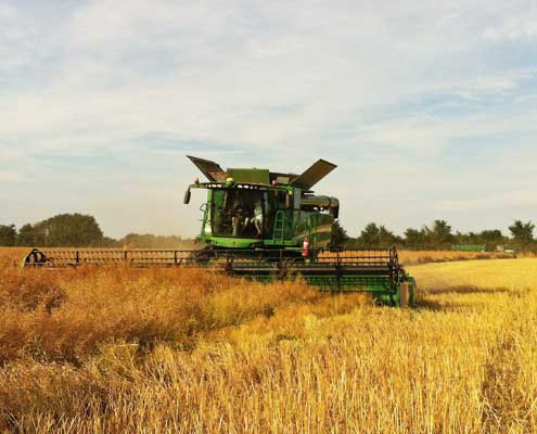 Cutting first oilseed rape