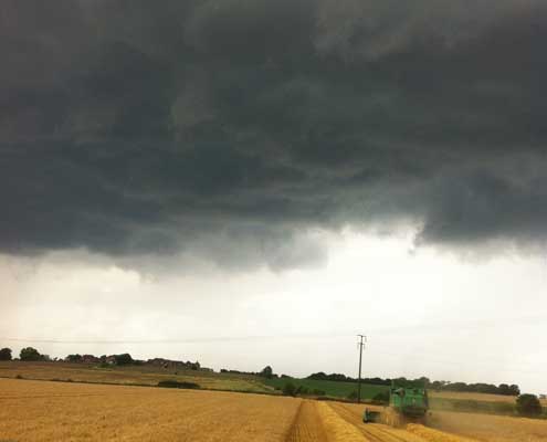 Barley being cut under stormy skies