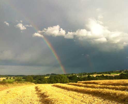 Rainbow over barley field