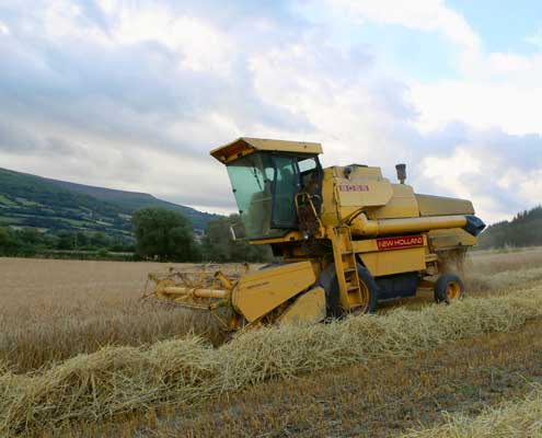 Harvesting winter barley