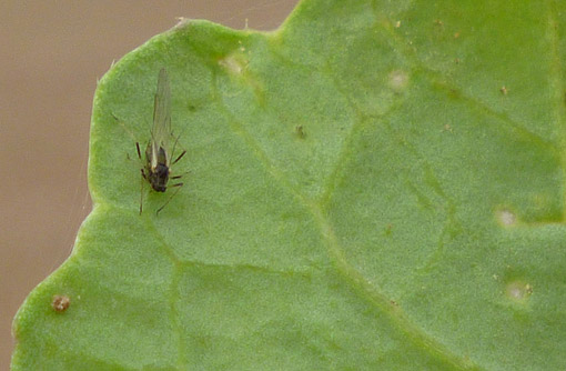 Aphids on leaf