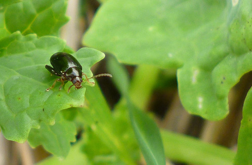 Cabbage stem flea beetle