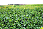 Velcourt osr trial