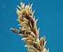 Ergot in wheat