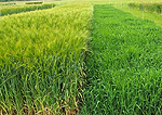 Velcourt barley trial