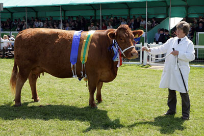 cornwall showe beef champ