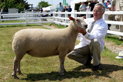 cornwall show sheep