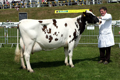 cornish dairy champ