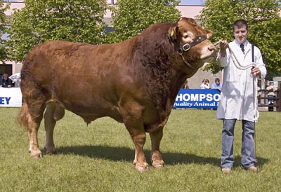 balmoral show lim champ