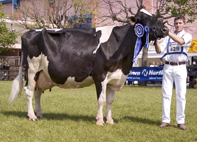 balmoral dairy champ