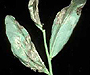 bean downy mildew