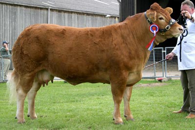 east of england beef champ 05