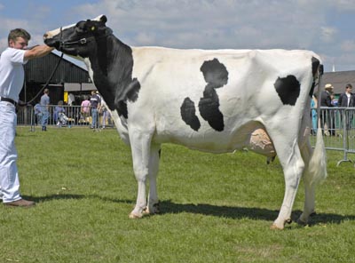 shrops holstein champ