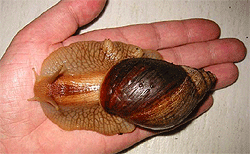 giant snail