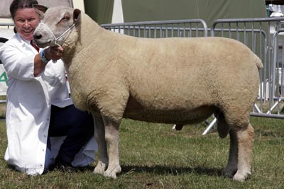 kent sheep web