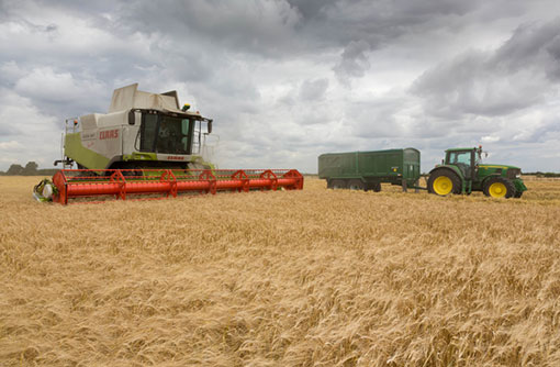 Spring barley (c) Tim Scrivener