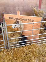 Lamb-Adopter-Headstock