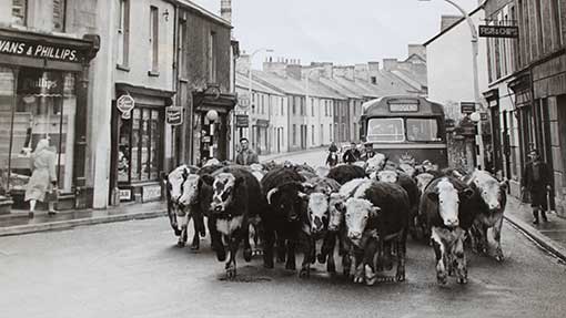 Dillwyn,-left,-herding-cattle-into-Bridgend-town-c