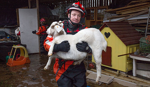 A rescue worker carries a goat