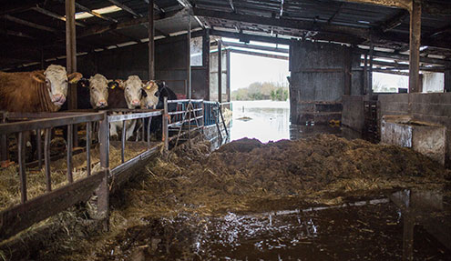 Cattle in flooded shed