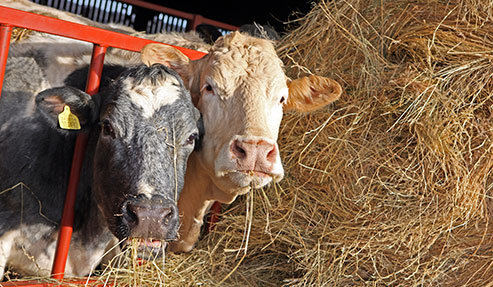 Close up of cows