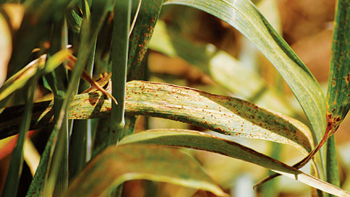 brown rust