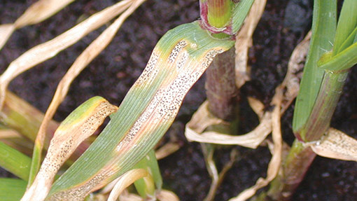 septoria