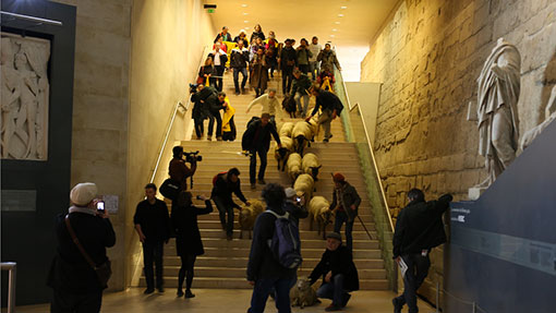 Louvre Sheep 