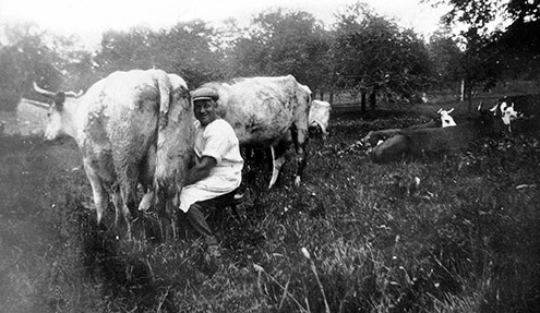 Tom Clothier milking his first shorthorn cows on his 12ha farm