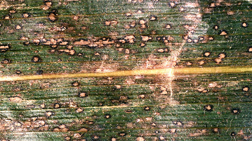 Northern corn leaf blight