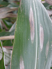 Leaf blight