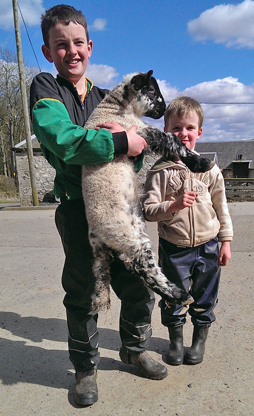 big jock giant lamb