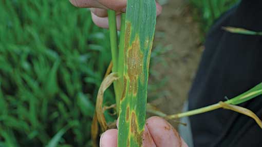 CropDoctor-Oxford-septoria2