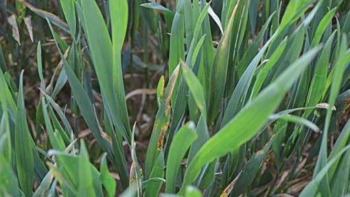 CropDoctor-Hereford-septoria