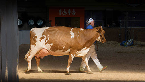 Livestock 2014 showing