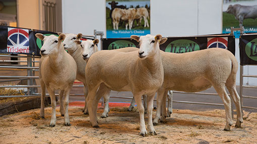 Livestock 2014 sheep