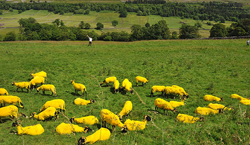 Tour de France sheep