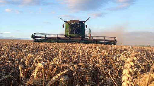 Harvest 2013 Green hulk